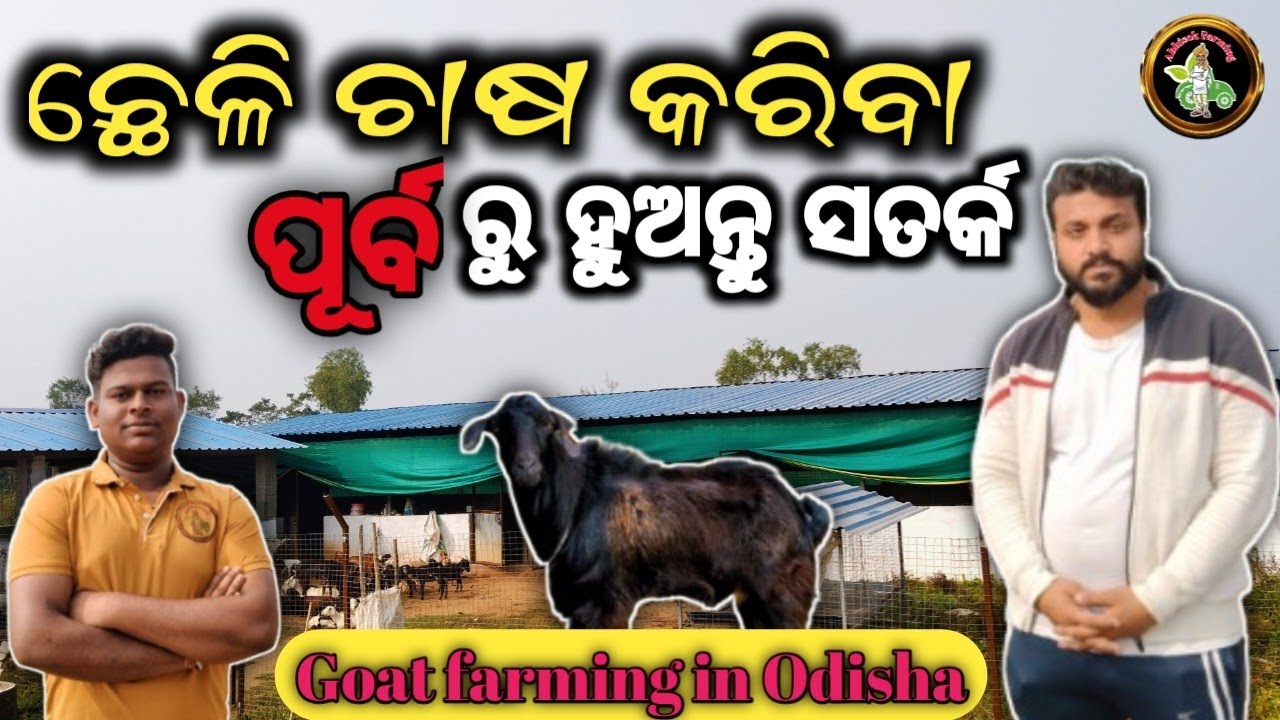ଛେଳି ଚାଷ କରିବା ପୂର୍ବ ରୁ ହୁଅନ୍ତୁ ସତର୍କ [Goat farming in Odisha]