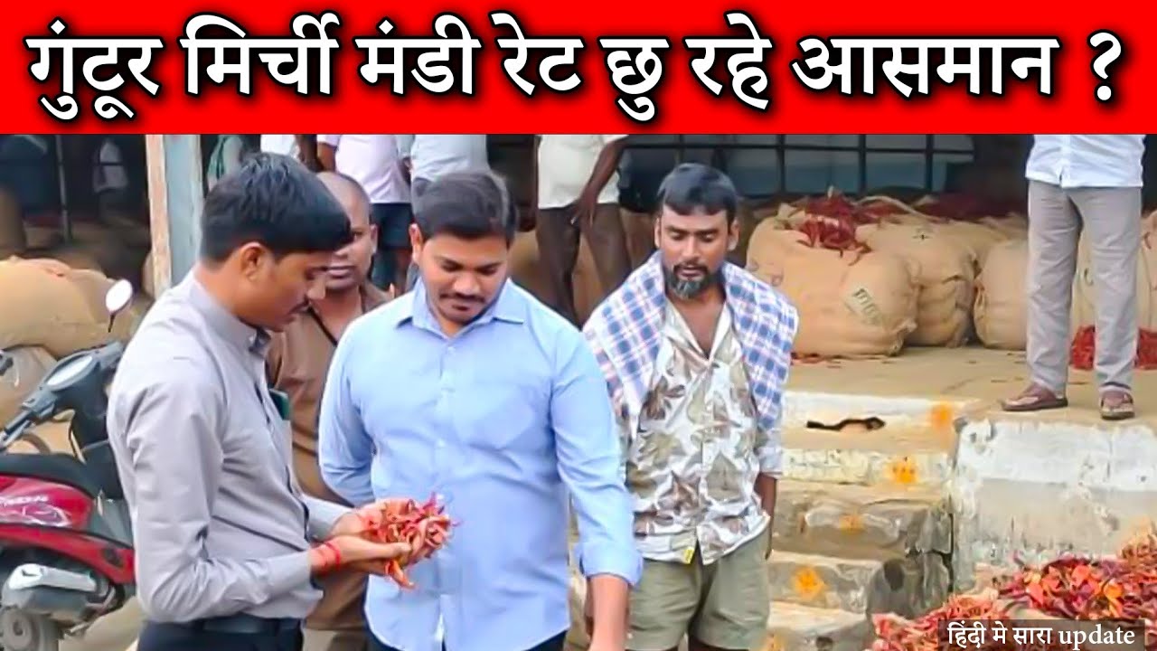Guntur 🌶️ Red Chili Mandi Updates / गुंटूर मिर्ची मंडी #mirchi 