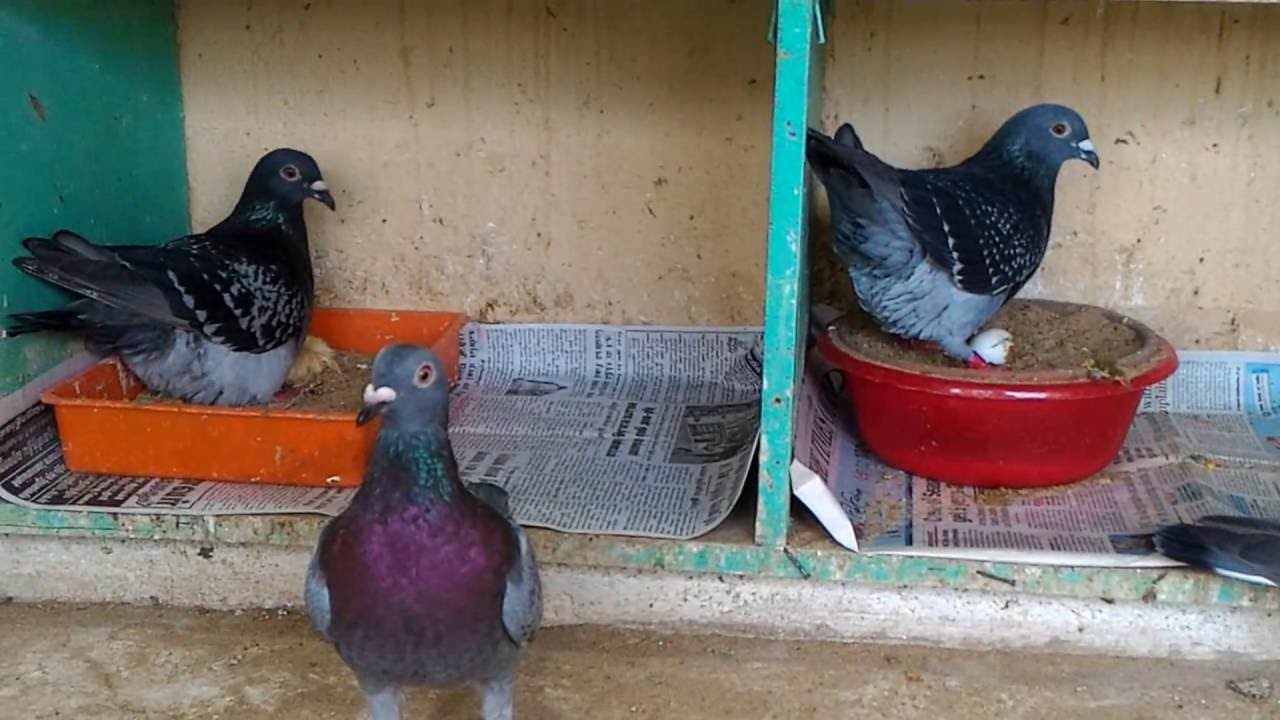 MUTHU LOFT racing homer breeders in chennai 9940329142