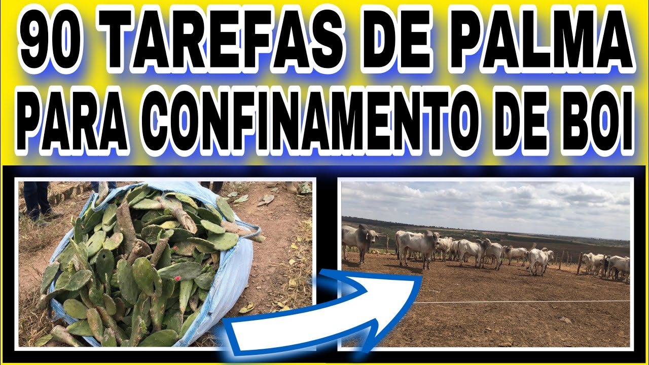 90 TAREFAS DE PALMA PARA CONFINAMENTO DE BOI