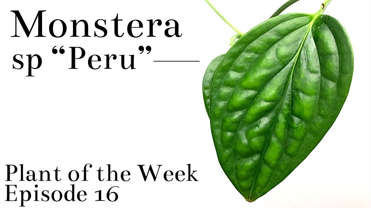 Как ухаживать за монстерой (Peru) | Растение недели, выпуск 16