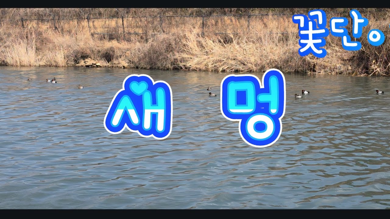 새멍#원앙#꽃단이네다육