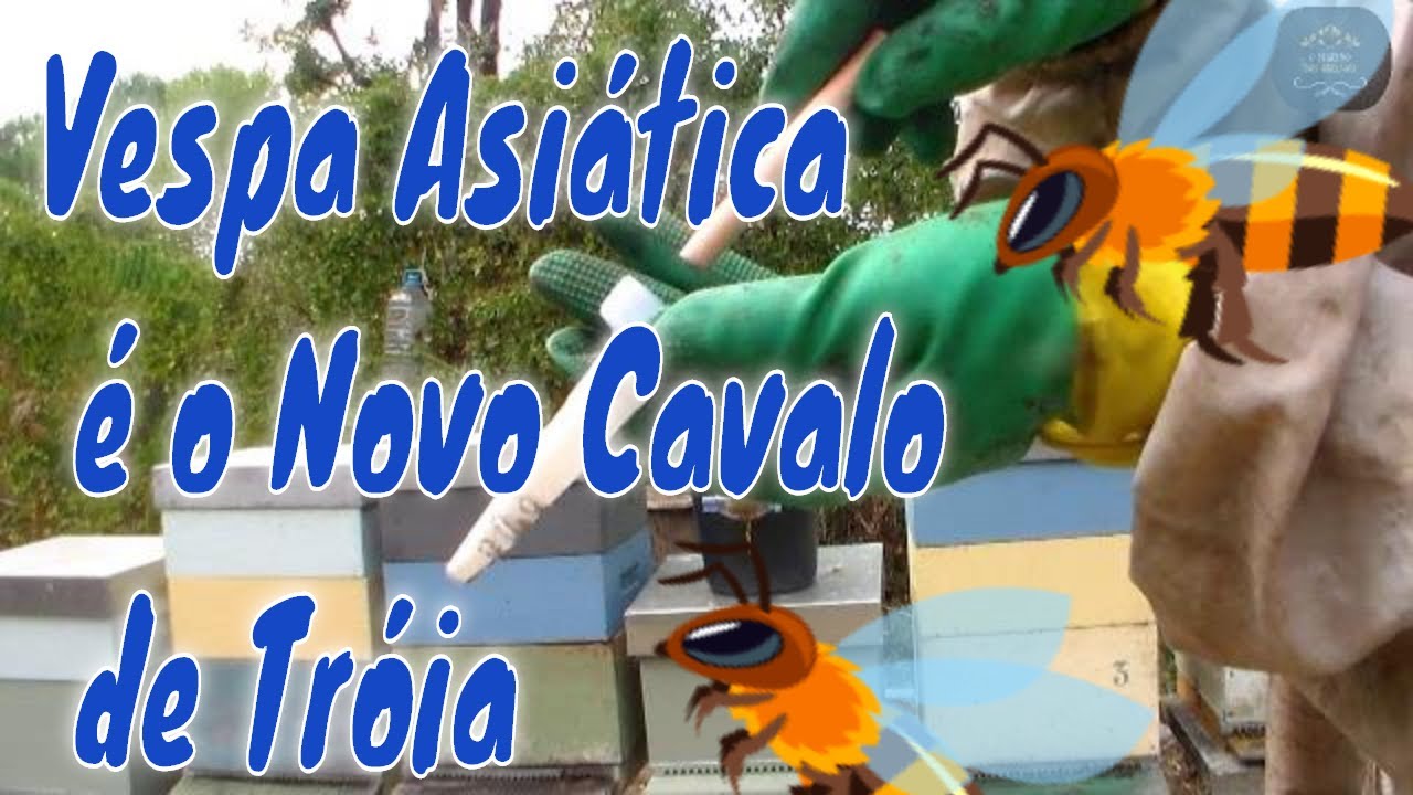 Parte 2-VESPA ASÍATICA  o Novo CAVALO de TRÓIA #yutube_videos #vespaasiática @euclidessantanasantana