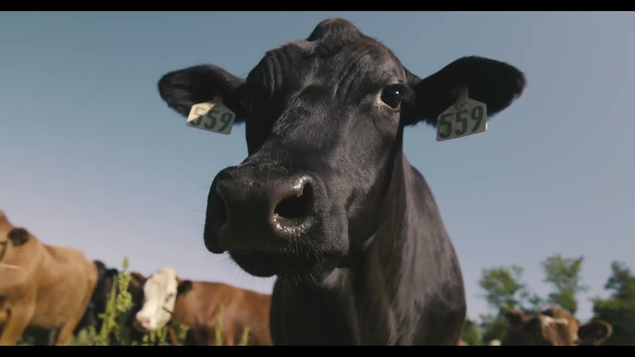 Our Story | BDA Farm | Regenerative Alabama Farm