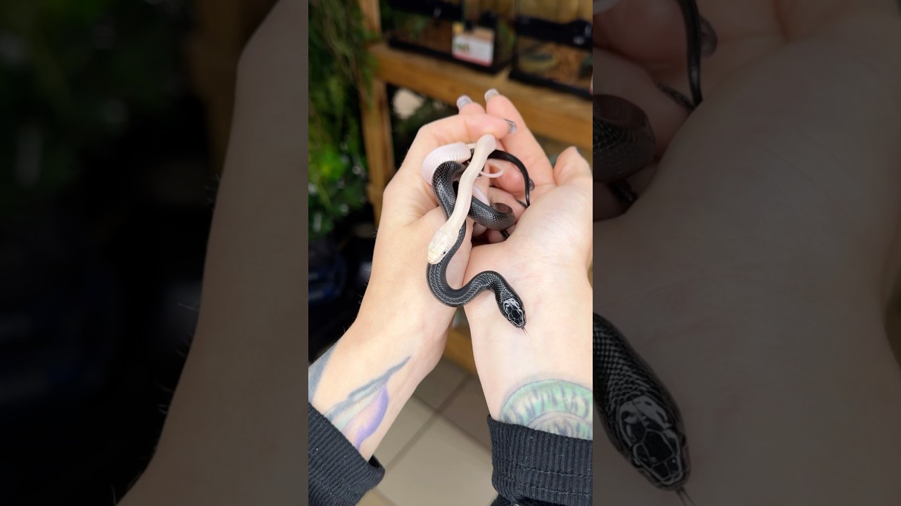Инь и Ян ☯️ ни одна змея не пострадала) #вмиреживотных #животные #питомцы