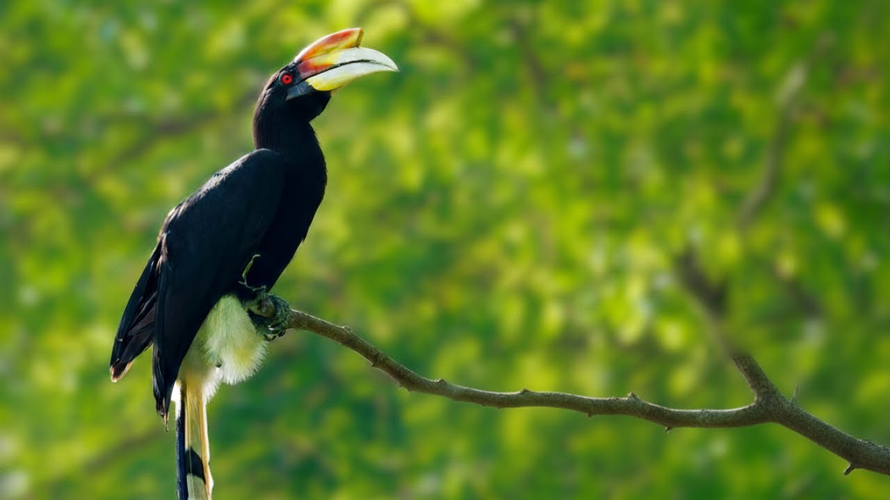 Birdwatching: Rare Rhinoceros Hornbill | First Wild Sighting in more than 100 Years | Sungei Buloh