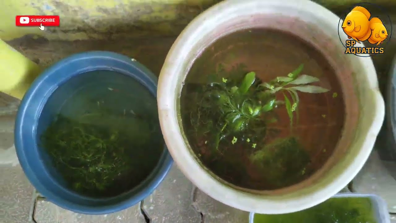 Oudoor Fish pond update 😍❤️ #youtube #guppy #vlog #pets #fish #viral #trending #youtubevideo #new 