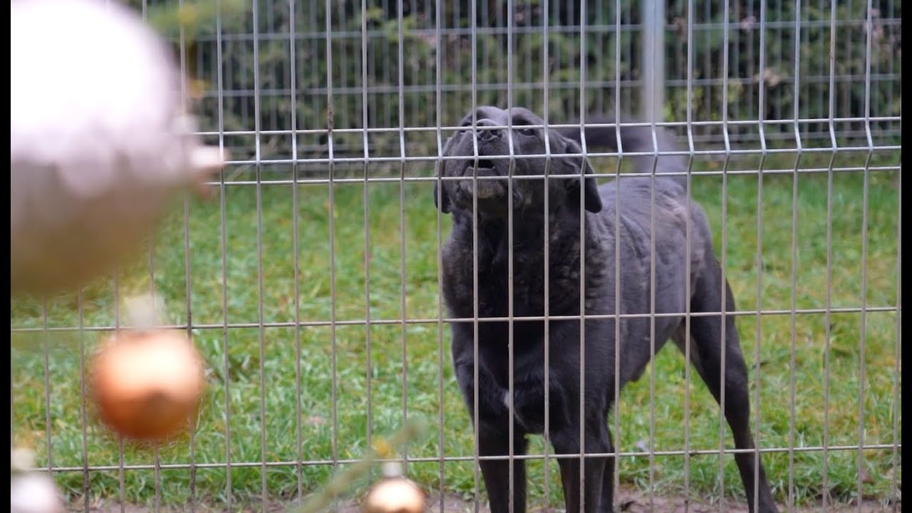Vánoce v trutnovském útulku (12/2025)