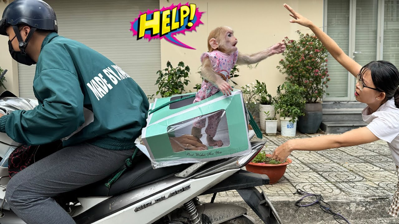 Shocking! Lucky disappeared with the delivery man! Mom can't believe it! 😵