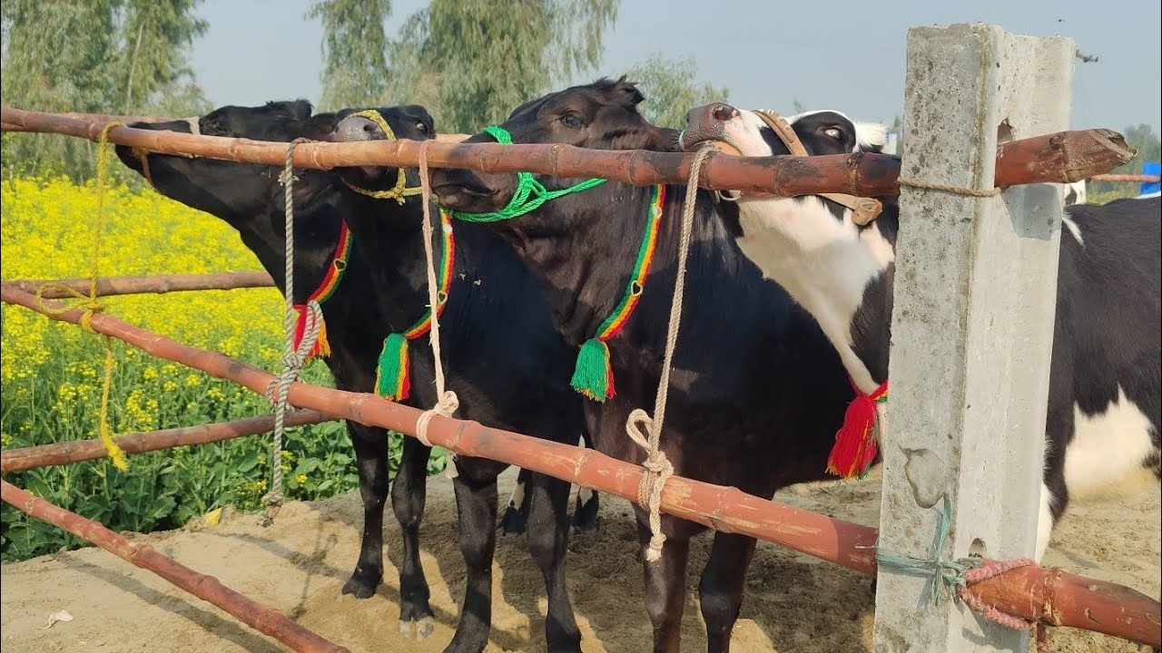 Alhamdulillah 1 Imported heifers cargo Don ✅ and 4 available for sale 03097256500