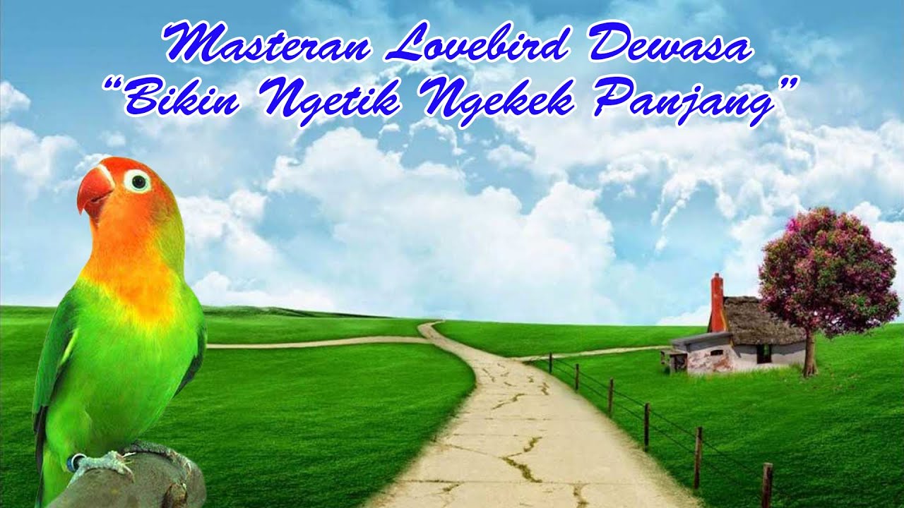 Masteran Lovebird Dewasa