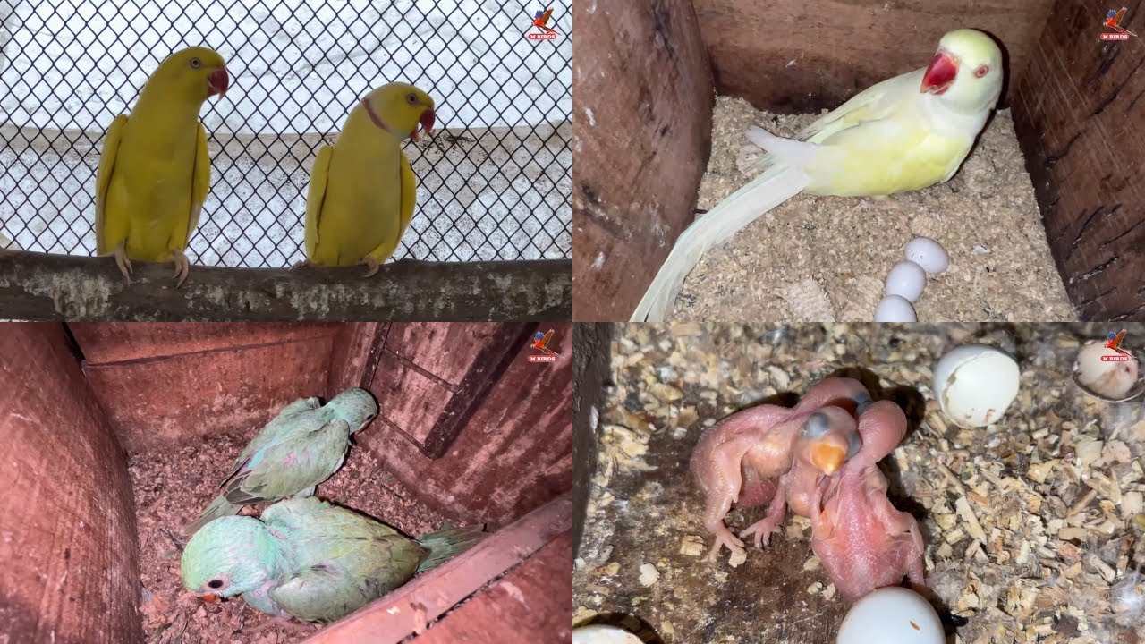 Ringneck Parrots Eggs and Chicks | Yellow Ringneck Parrots Breeding | M Birds