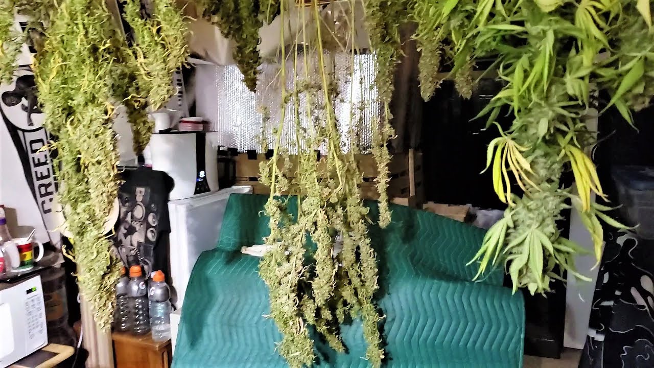 Dab 79 *Harvest!!