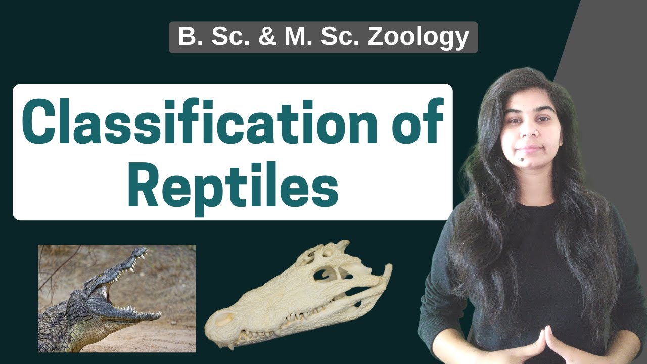 Classification of Reptiles || B. Sc. & M. Sc. || Zoology
