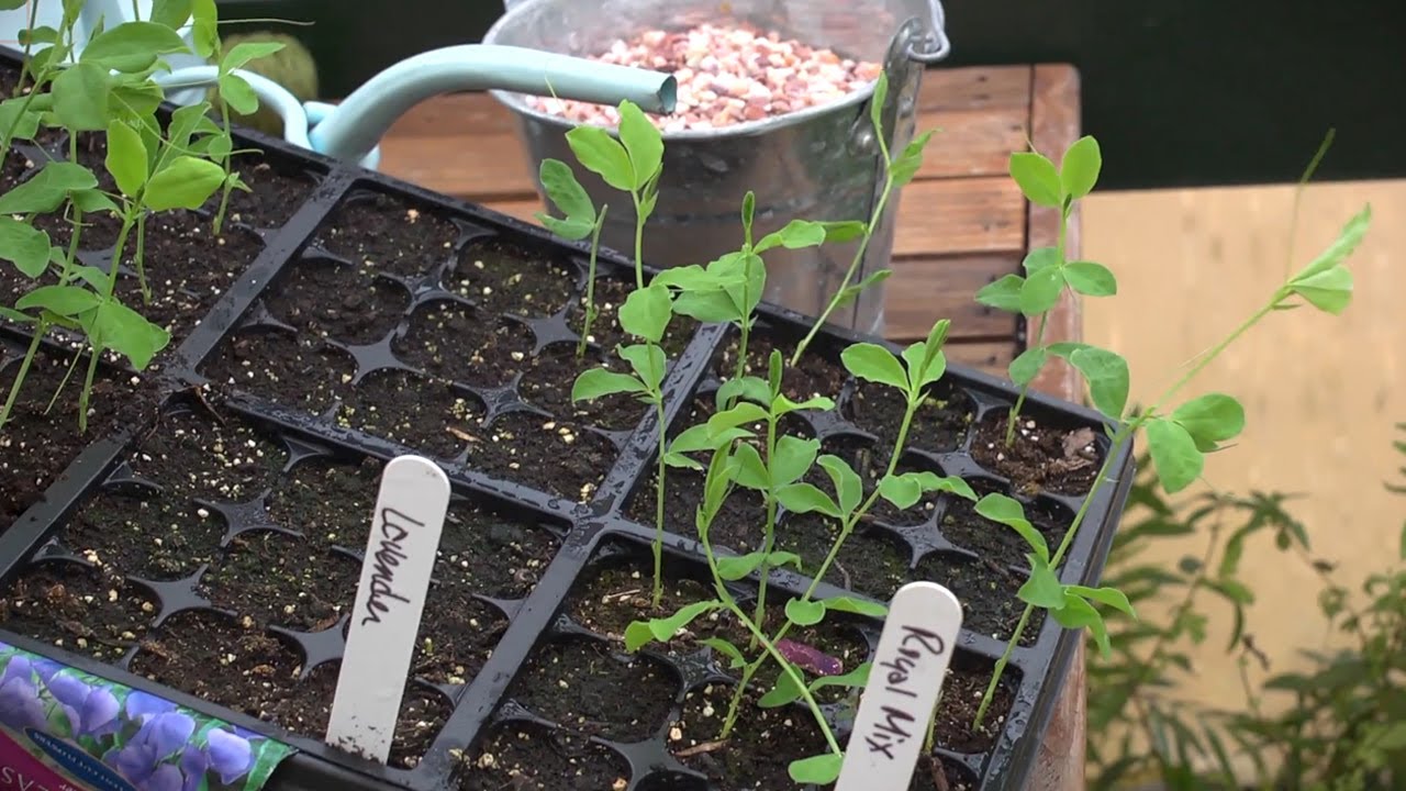 How to Grow Sweet Peas | At Home With P. Allen Smith