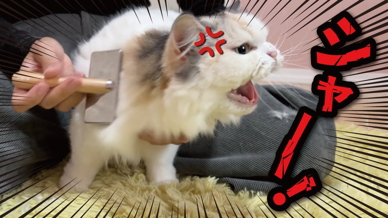 【超絶悲報】猫のお世話をしようとするとこうなります