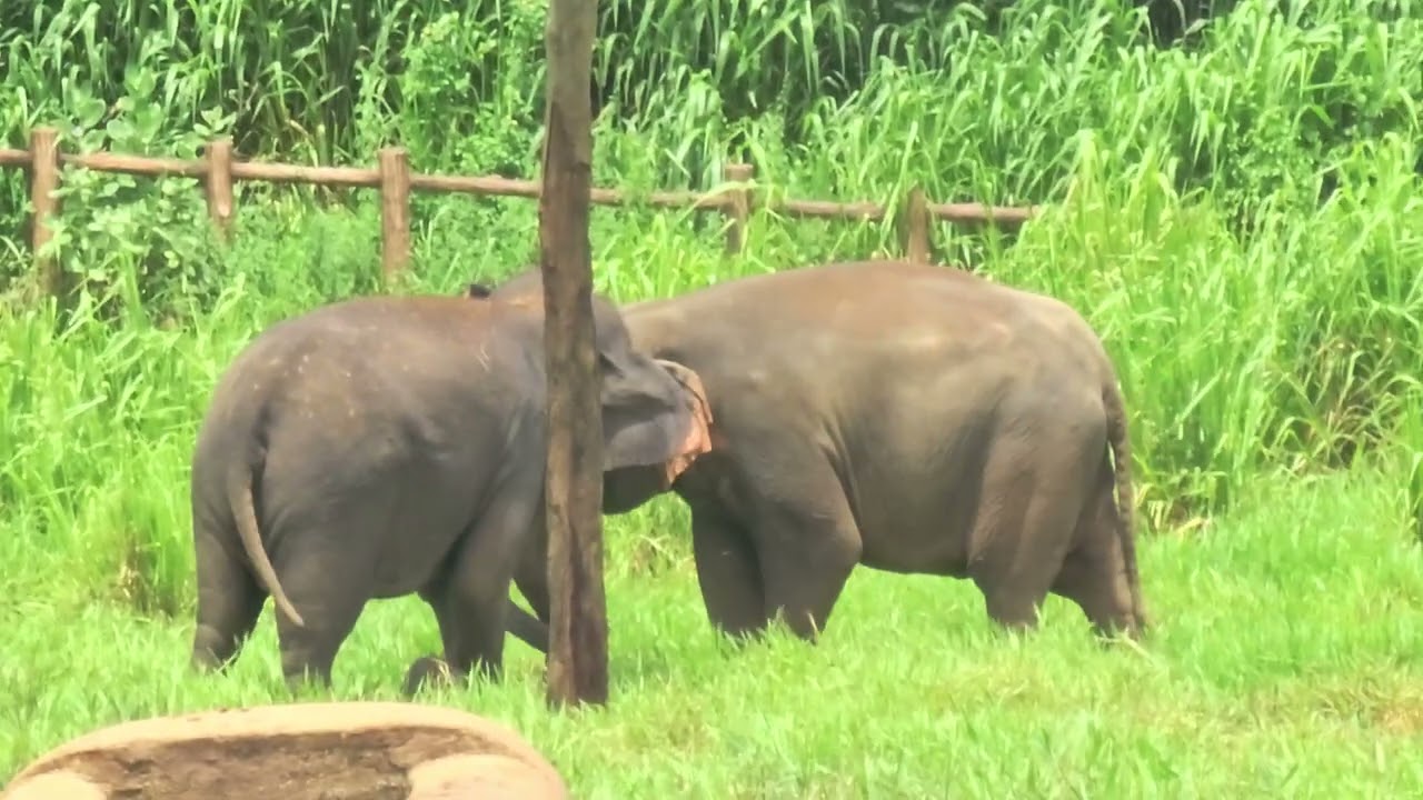 Srilanka pinnawala