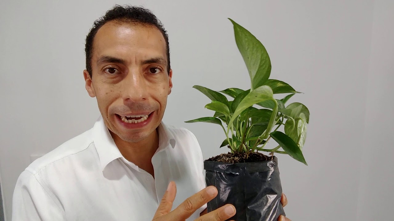 POTUS, PLANTA DE LA SUERTE [Planta Teléfono]