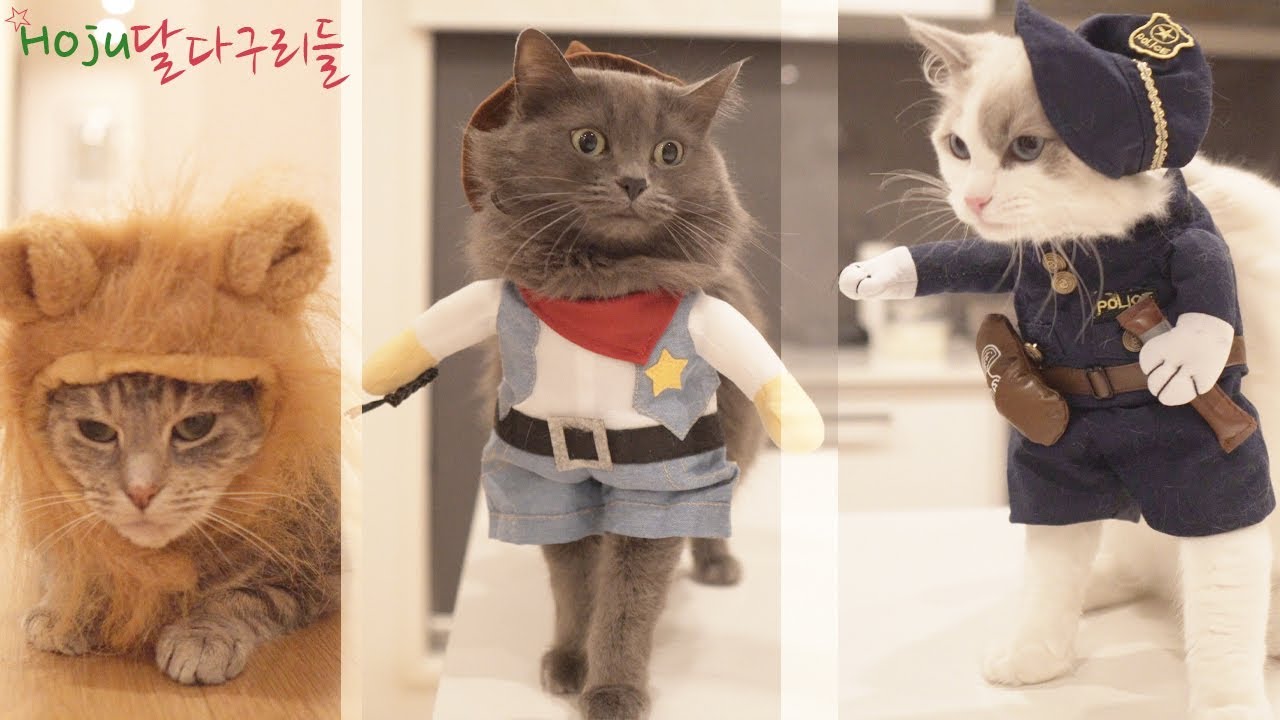 Хэллоуин особенность! Кошки носят костюмы Хэллоуина!