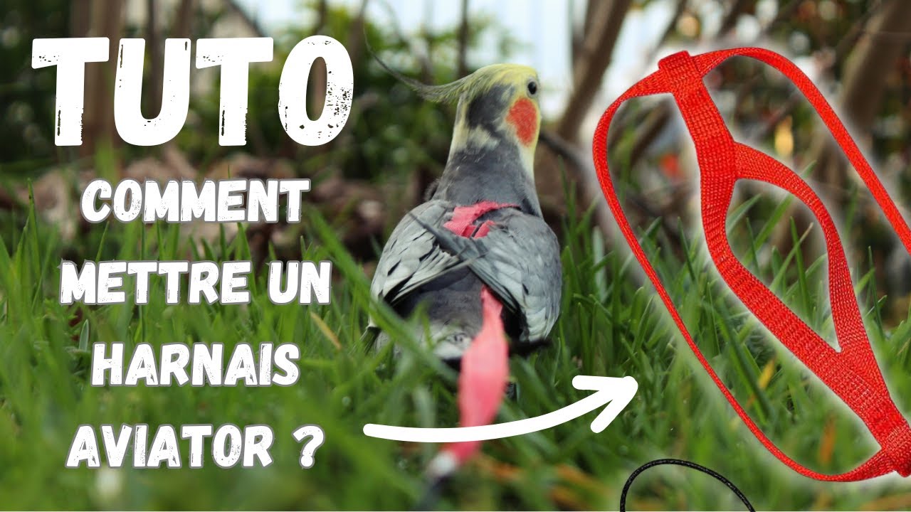 Mettre un harnais Aviator à son oiseaux !!! (Tuto)