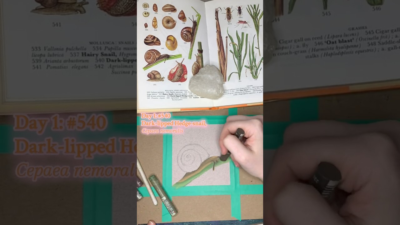 Drawing a snail in oil pastels 🐌