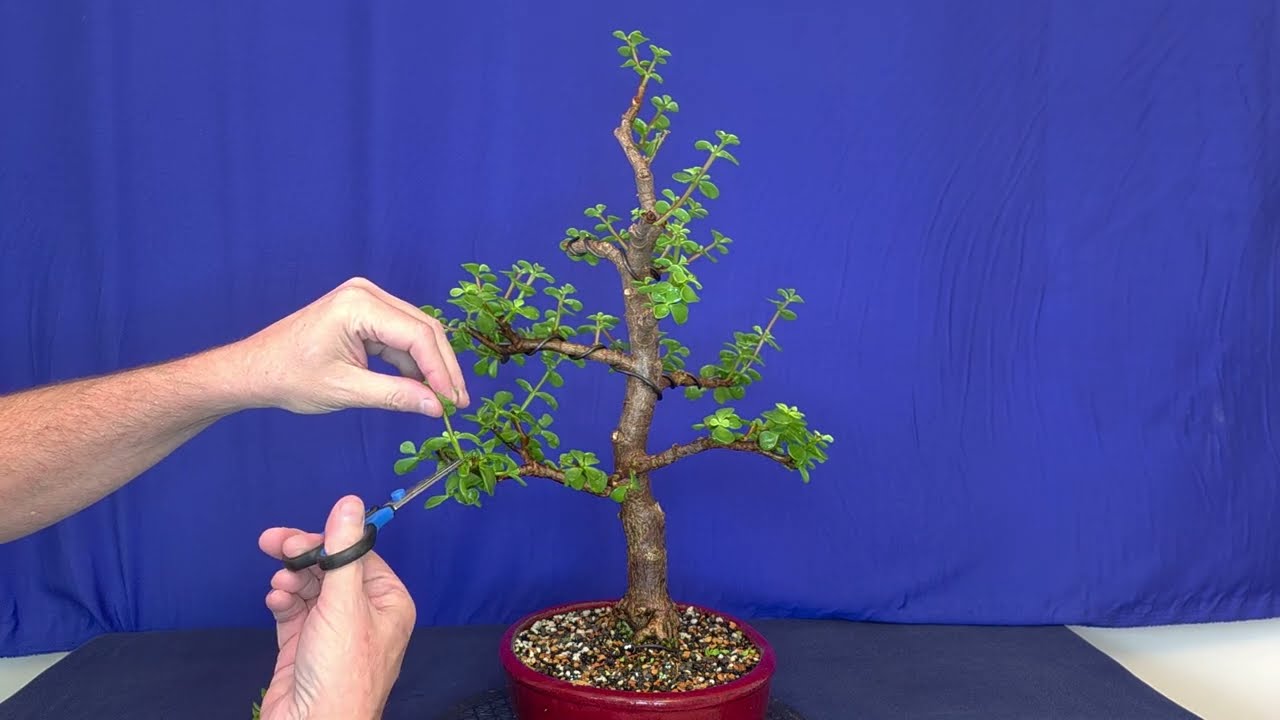 Big Jade