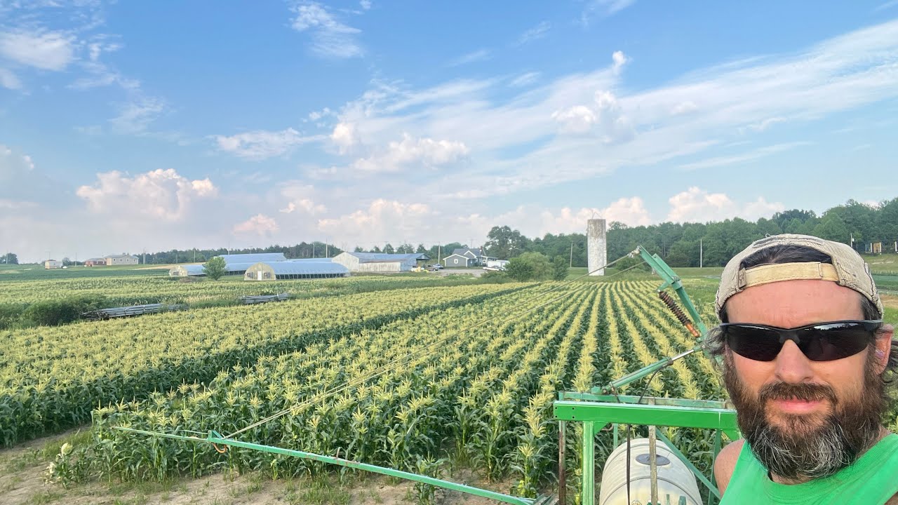 Spraying Early Sweet Corn Live!
