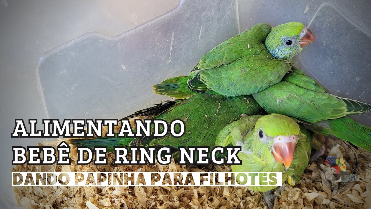 Como dar Papinha Para Filhotes de Ring Neck