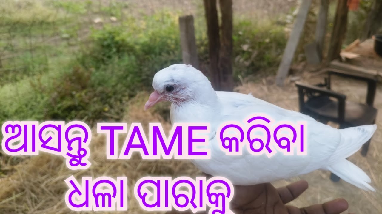 TAME କରିବା ଆସନ୍ତୁ #aseel #youtube #youtuber #youtubevideo #angul #odisha #exotic #kabutar #kabootar 