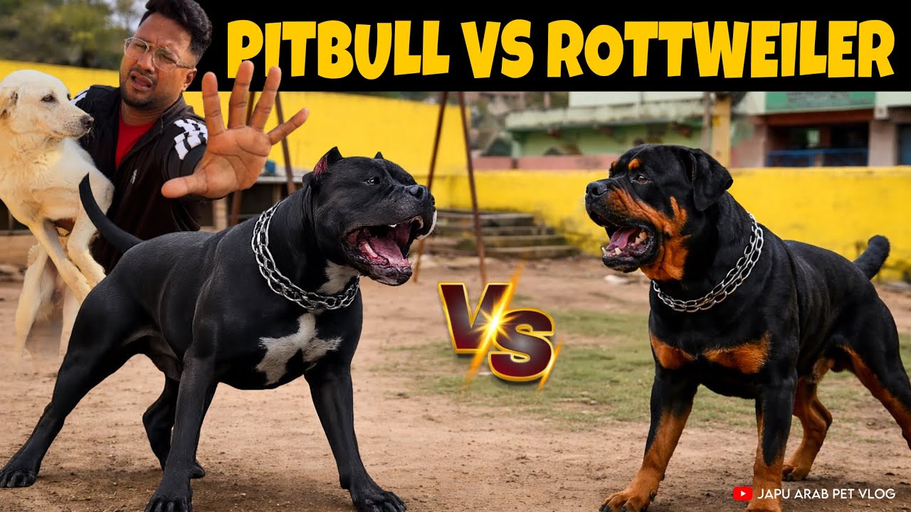 PİTBULL VS ROTTWEILER || PITU VS RATIAA || 