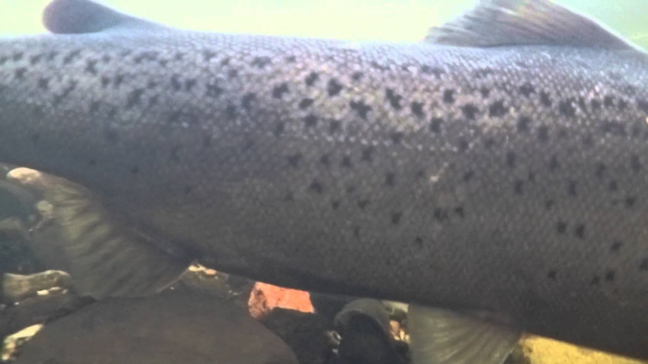 Wędrowne łososiowate