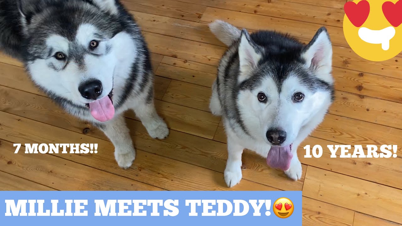 МИЛЛИ ВСТРЕЧАЕТ ГИГАНТСКОГО 7-МЕСЯЧНОГО ЩЕНКА!! [LIFEWITHMALAMUTES]