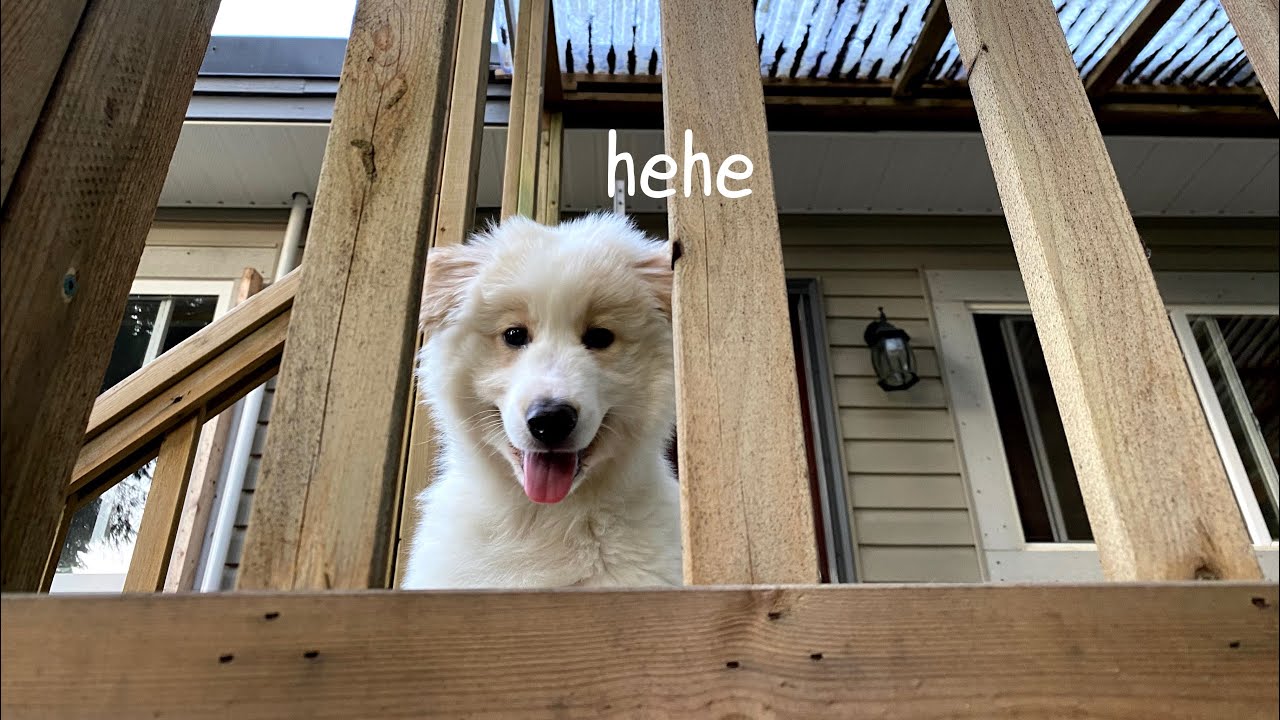 A Day in the Life of a Golden Pyrenees