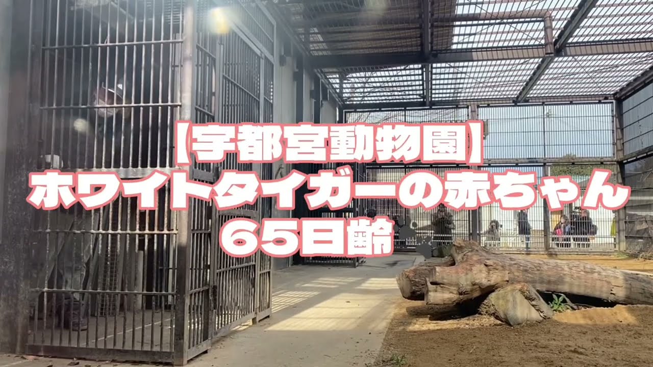 ホワイトタイガーの赤ちゃん🐾65日齢