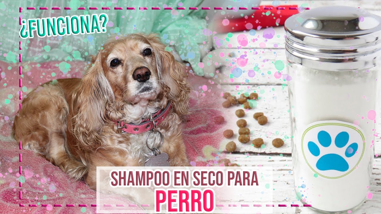SHAMPOO EN SECO CASERO PARA PERRO  ║HI KALI♥