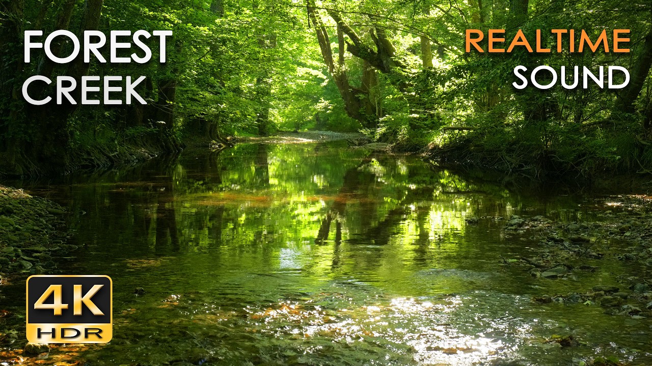 Forest Creek &ndash; 9 Hours Real Birdsong & Gentle Babbling Water | No Loop Nature Sounds - 5.1 Surround