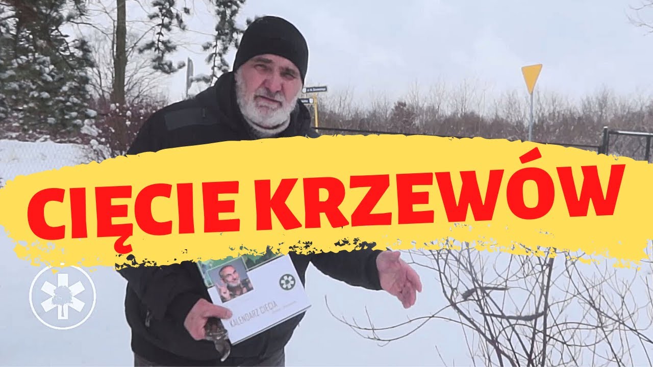 Jak cięcie wpływa na wygląd krzewów o kolorowych pędach?