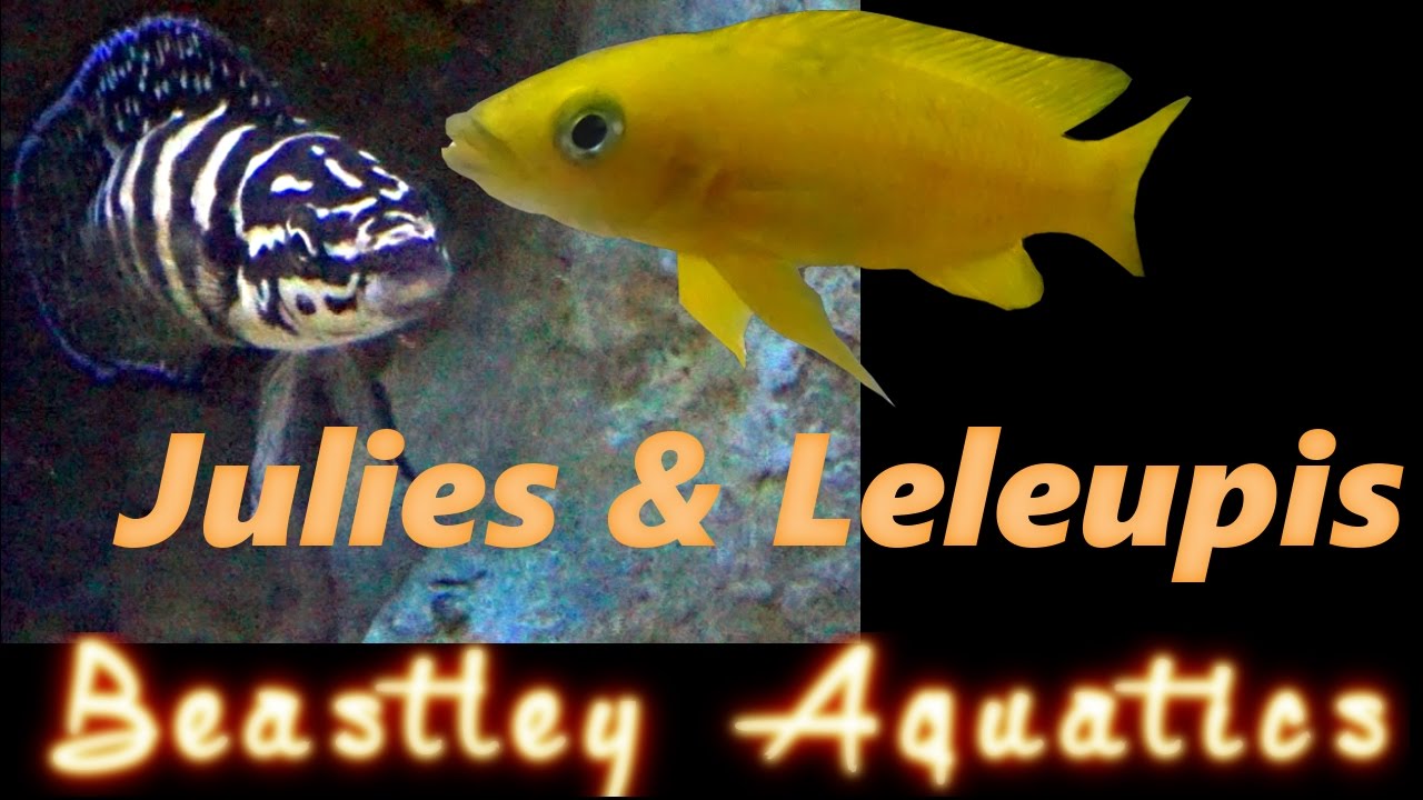 How to keep and breed Neolamprolagus leleupi and Julidochromis transcriptus