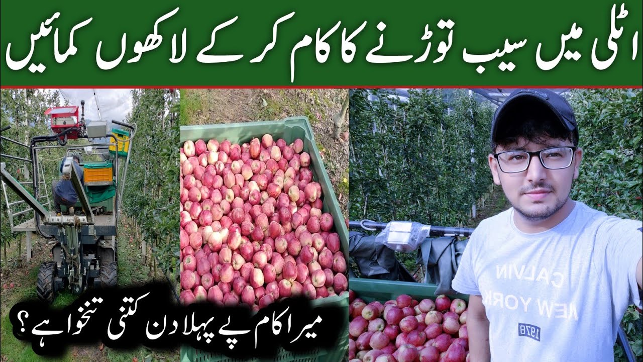Italy🇮🇹 Main Apple torne ka kam kr k Kitni Salary milte hai.?