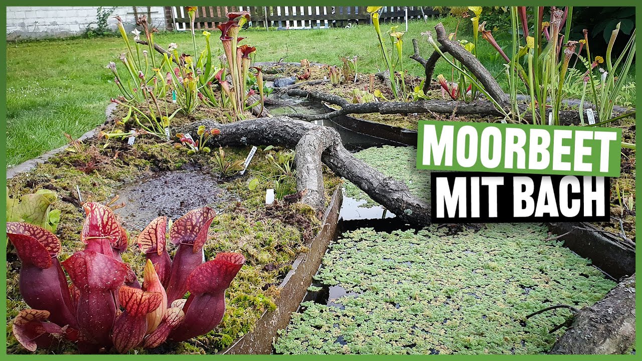 #158 Außergewöhnliches Moorbeet Projekt: Anlage, Bau & Bepflanzung