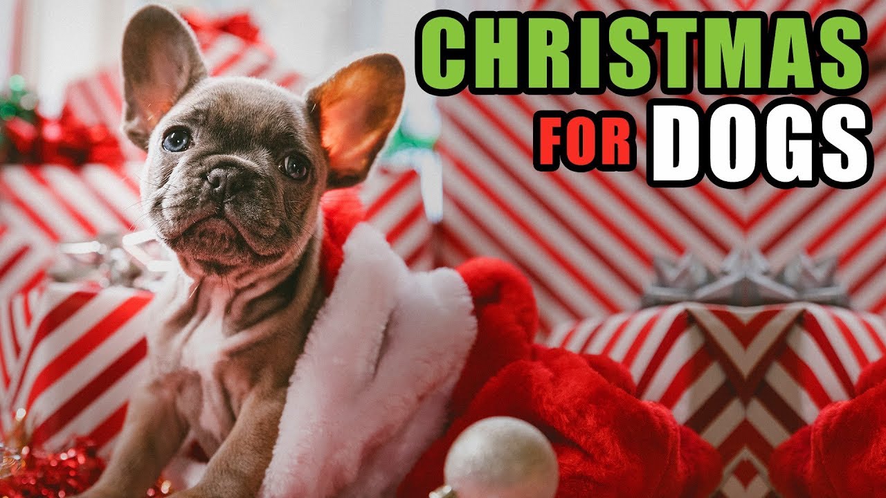 Christmas Presents for Dogs | Talkin' Dogs List Show