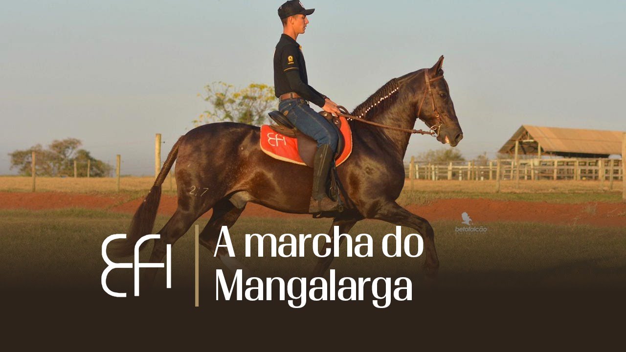EXPLICANDO COMO É A MARCHA DO MANGALARGA