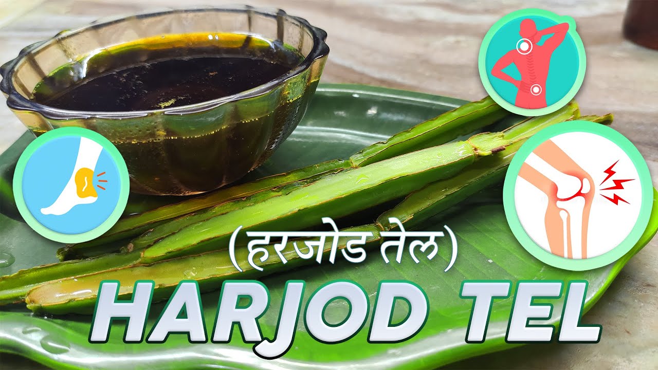हरजोड (अस्थिसंघार) तेल | Bonesetter | टूटी हड्डी जोड़े, मोच,कमर दर्द में लाभकारी | cook the licious