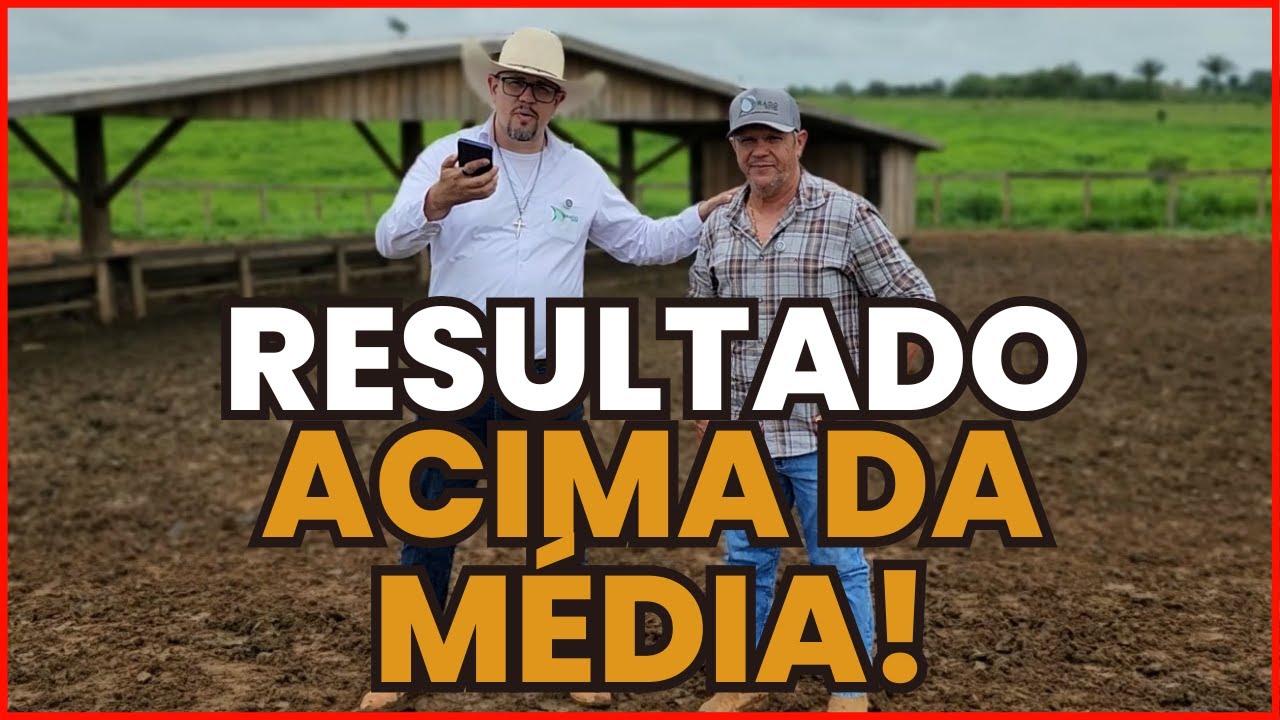 RESULTADO de NOVILHAS no pasto: LUCRO ACIMA DA MÉDIA!