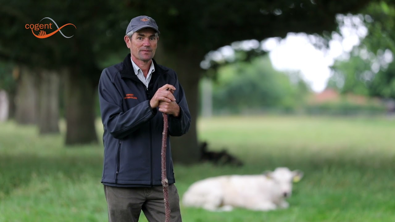 Cogent Beef Breeding Programme
