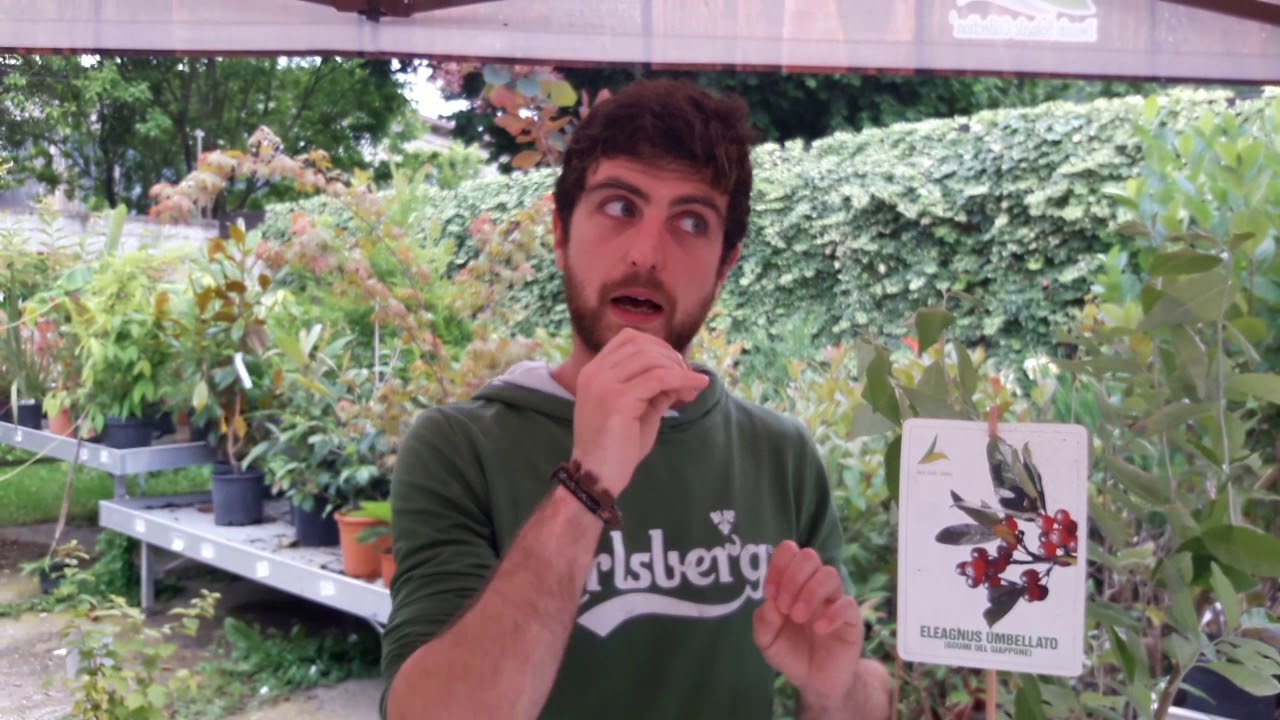 Come si coltiva il goumi del Giappone o elaeagnus umbellata?