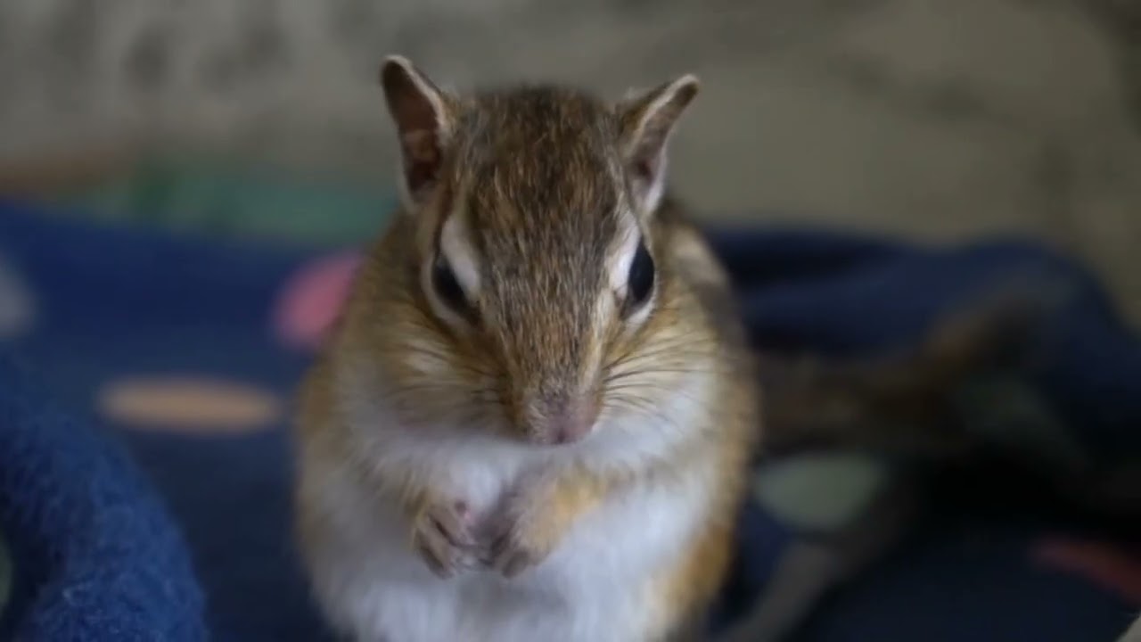 シマリス『ゆき』『陽翔』