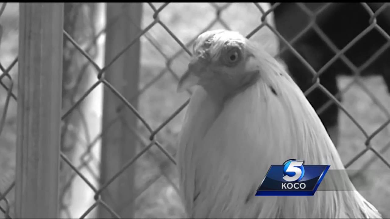 77 roosters rescued from possible cockfighting ring in SE OKC