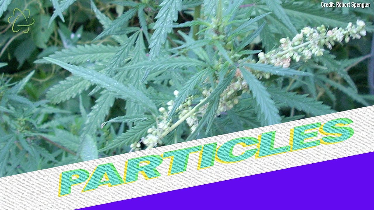 Ancient Weed Was High in Psychoactive THC