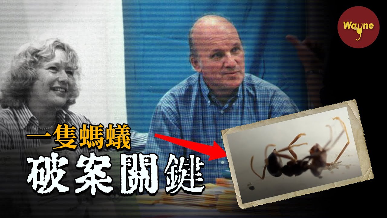 市長妻子突然失蹤，警方探案久久無果，一隻牧羊犬和一隻螞蟻竟成為破案的關鍵 | Wayne調查